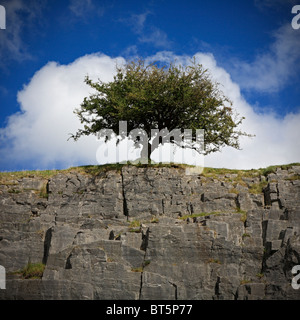 Lone Tree, Morlais Château, Merthyr Tydfil, Wales, UK Banque D'Images