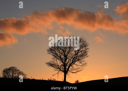 Arbre de chêne sessile (Quercus petraea) au coucher du soleil. Powys, Pays de Galles. Banque D'Images
