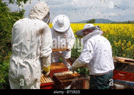 L'apiculture professionnelle. Examinant les apiculteurs ruches d'abeille à miel (Apis mellifera) pour les cellules royales. Banque D'Images