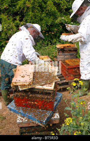 L'apiculture professionnelle. Examinant les apiculteurs ruches d'abeille à miel (Apis mellifera) pour les cellules royales. Banque D'Images