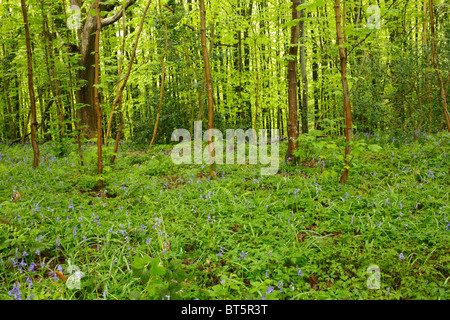 Bluebells (Hyacinthoides non-scripta) floraison dans les bois. Parkmill Woods, le Gower, Pays de Galles, Royaume-Uni. Banque D'Images