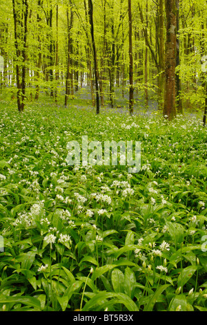 Ramsons ou l'ail des ours (Allium ursinum) floraison en hêtre bois. Parkmill Woods, le Gower, Pays de Galles, Royaume-Uni. Banque D'Images