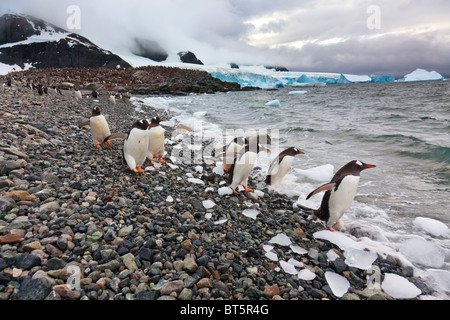 Gentoo pingouin colonie sur l'Île Cuverville, ouest de la péninsule antarctique. Banque D'Images