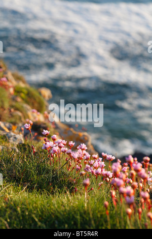 (Thrift Armeria maritima) floraison sur la falaise, près de la tête des vers. Le Gower, le Pays de Galles. Banque D'Images