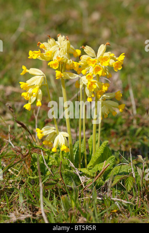 Primula veris Cowslips (floraison) dans un pré à Oxwich National Nature Reserve. Le Gower, le Pays de Galles. Banque D'Images