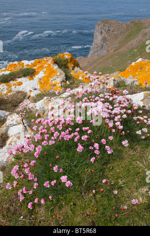 (Thrift Armeria maritima) floraison sur la falaise, près de la tête des vers. Le Gower, le Pays de Galles. Banque D'Images