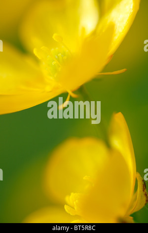 Fleurs de la renoncule rampante (Ranunculus repens). Powys, Pays de Galles. Banque D'Images