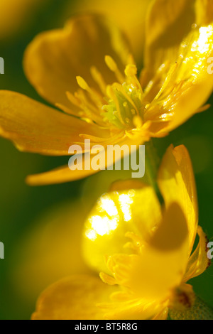 Fleurs de la renoncule rampante (Ranunculus repens). Powys, Pays de Galles. Banque D'Images