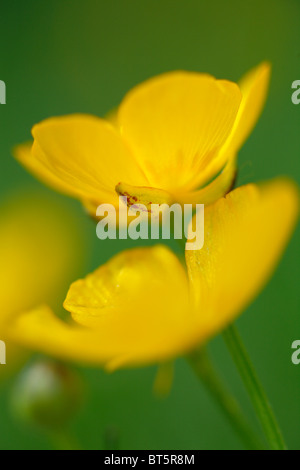 Fleurs de la renoncule rampante (Ranunculus repens). Powys, Pays de Galles. Banque D'Images