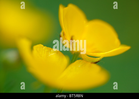 Fleurs de la renoncule rampante (Ranunculus repens). Powys, Pays de Galles. Banque D'Images