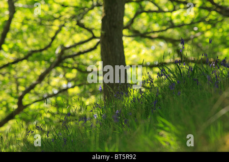 Bluebells (Endymion non-scriptus)) floraison en forêt de chênes. Powys, Pays de Galles, Royaume-Uni. Banque D'Images