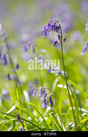 Bluebells (Endymion non-scriptus) floraison dans sunshine. Powys, Pays de Galles, Royaume-Uni. Banque D'Images