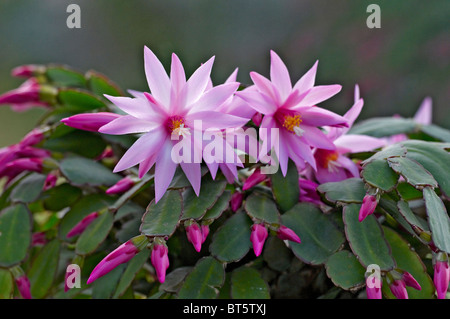 La floraison succulentes Echeveria dans une véranda Banque D'Images