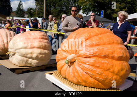 Citrouilles géantes au Festival de la citrouille, Cooperstown, New York Banque D'Images