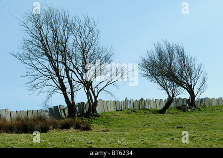 Arbre généalogique de Snowdonia drapeau pierre clôture ardoise vent galles arbres d'hiver Banque D'Images