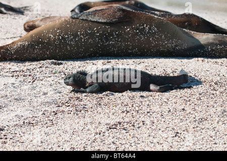 Îles Galapagos, Équateur. Otaries et iguanes marins, pointe Suárez, Isla Española (île de Española aussi appelée île Hood). Banque D'Images