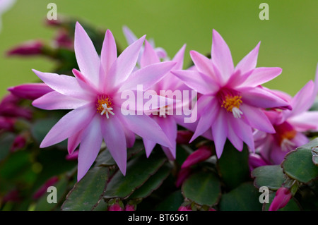 La floraison succulentes Echeveria dans une véranda Banque D'Images