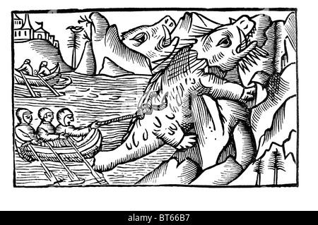 Olaus Magnus 1555 chasse au morse (Odobenus rosmarus) grand mammifère marin ancêtre ressemblant à lamelle distribution circumpolaire arctique Oc Banque D'Images