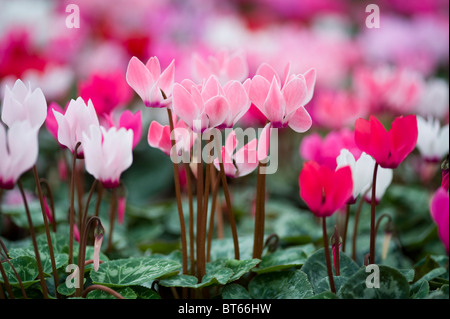 À l'automne fleurs de cyclamen Banque D'Images