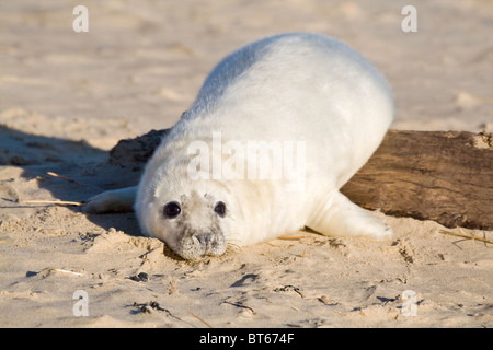 Bébé Phoque gris montée au sol en bois épi sur Beach Halichoerus grypus Banque D'Images