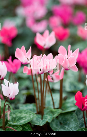 À l'automne fleurs de cyclamen Banque D'Images