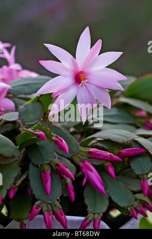 La floraison succulentes Echeveria dans une véranda Banque D'Images