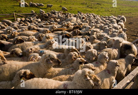 Troupeau de moutons communal à traditionnel bergerie près de Targu Mures, à l'automne ; la Transylvanie, Roumanie Banque D'Images