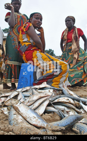 Les femmes avec des poissons sur la plage de Sassandra, Côte d'Ivoire, Afrique de l'Ouest Banque D'Images