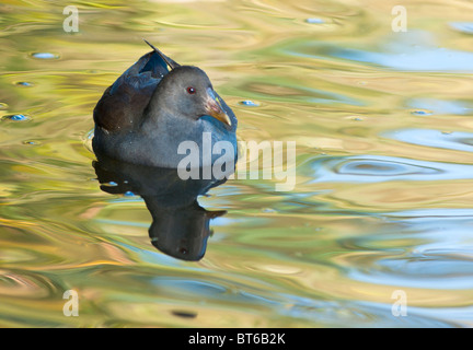 Gallinule poule-d'eau femelles sur le lac dans la lumière du matin Banque D'Images