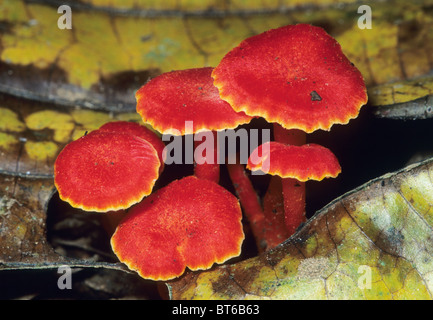 Les champignons, les espèces inconnues sur sol de la forêt, parc national de Corcovado, Costa Rica. Banque D'Images