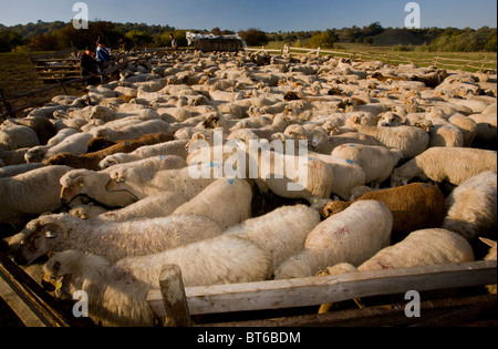 Bergers et troupeau de moutons communal à traditionnel bergerie près de Targu Mures, à l'automne ; la Transylvanie, Roumanie Banque D'Images