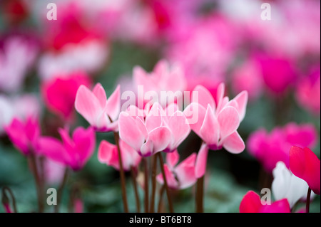 À l'automne fleurs de cyclamen Banque D'Images