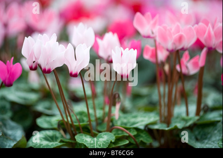 À l'automne fleurs de cyclamen Banque D'Images