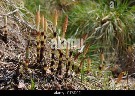 Grand - prêle Prêle (Equisetum telmateia géant) avec des tiges fertiles porteuses de spores apicale - strobiles à spring Banque D'Images