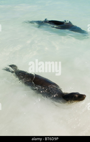 Îles Galapagos, en Équateur. (Zalophus wollebaeki), Gardner Bay, île Española (Espanola Island ou l'Île du capot). Banque D'Images