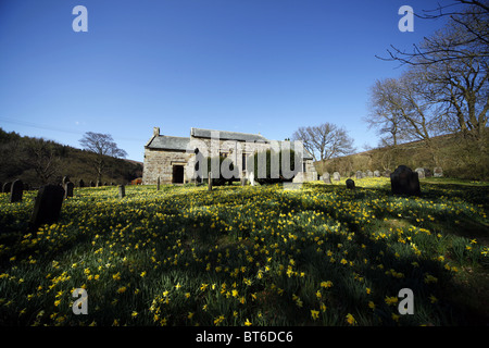 Les jonquilles ST. MARY'S CHURCH FARNDALE FARNDALE NORD YORKSHIRE YORKSHIRE ANGLETERRE NORD YORKSHIRE 21 Avril 2010 Banque D'Images