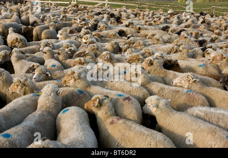Troupeau de moutons communal à traditionnel bergerie près de Targu Mures, à l'automne ; la Transylvanie, Roumanie Banque D'Images