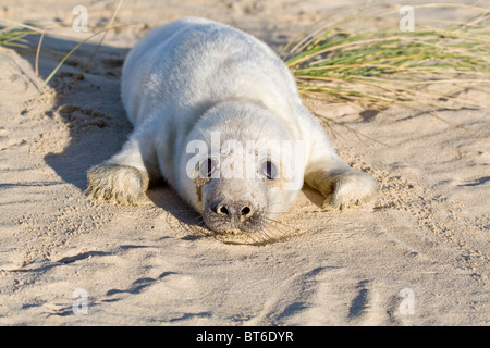 Bébé Phoque gris Halichoerus grypus on Beach Banque D'Images