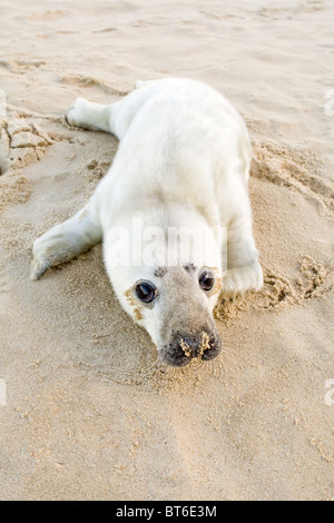 Bébé Phoque gris Halichoerus grypus on Beach Banque D'Images