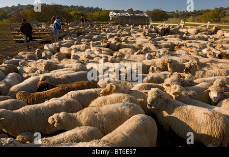 Bergers et troupeau de moutons communal à traditionnel bergerie près de Targu Mures, à l'automne ; la Transylvanie, Roumanie Banque D'Images
