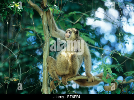 Singe laineux, du nord (Brachyteles hypoxanthus) a., 'Muriqui', Caratinga Réserver, Minas Gerais, au sud-est du Brésil Banque D'Images