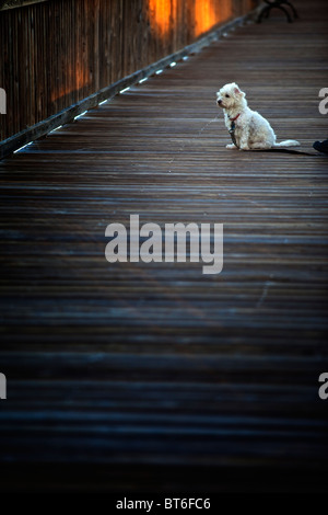 White Dog on dock Banque D'Images