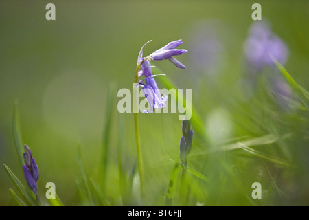 Un printemps à bluebell Banque D'Images