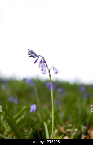 Un printemps à bluebell Banque D'Images