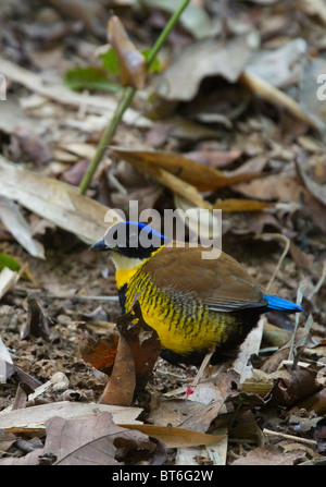 Le Gurney Pitta Pitta gurneyi) Mâle (à même le sol forestier, ni la réserve sauvage de Khao Chuchi, le sud de la Thaïlande. Les espèces en voie de disparition. Banque D'Images