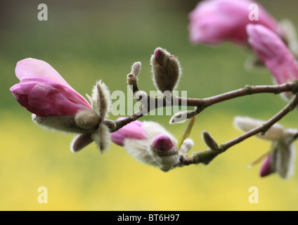 Magnolia en bouton au printemps. Banque D'Images