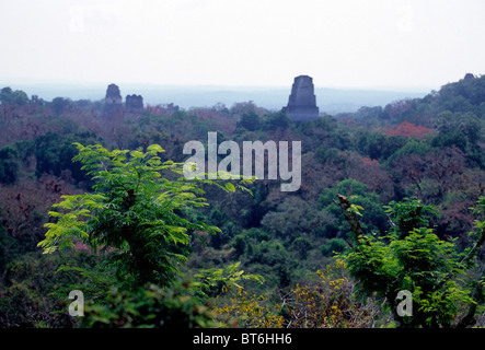 Temples Mayas s'élevant au dessus de la canopée de la jungle au parc national de Tikal- El Petén, Guatemala Banque D'Images