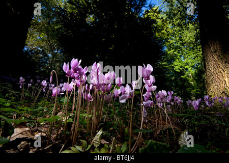 En automne, à feuilles de lierre des cyclamens dans un sous-bois (Allier - France). Des Cyclamens de Naples dans un sous-bois, en automne (France). Banque D'Images