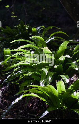 Scolopendre officinale Symonds Yat River Wye Gloucestershire Angleterre Banque D'Images