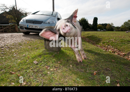 Avoir un cochon rien après en quête de glands dans la nouvelle forêt sous l'ancienne loi du pannage ou mât Banque D'Images